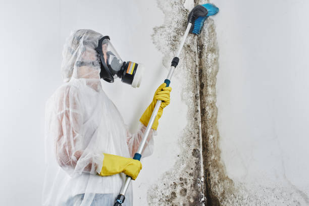 Mesa, AZ Mold Removal Company